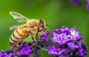 Πλαστική Ρύπανση και Μέλισσες