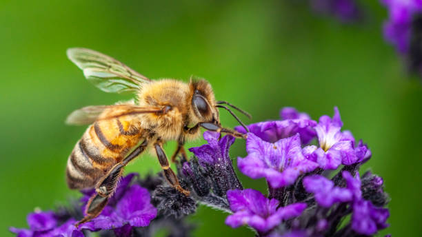 A honey bee forages on a flower in autumn in a botanical garden.