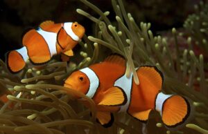 Ποιον τρόπο βρήκαν τα ψάρια-κλόουν για να επιβιώνουν στους καύσωνες των ωκεανών