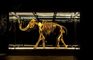 Οι επιστήμονες που προσπαθούν να αναστήσουν τα μαμούθ αναζητούν… χώρο φιλοξενίας