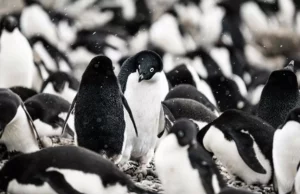 Πώς τα περιττώματα των πιγκουίνων βοηθούν στην επιβράδυνση της κλιματικής αλλαγής