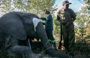 Οι συγκρούσεις μεταξύ ανθρώπων και ελεφάντων στη Ζιμπάμπουε αυξάνονται – Μπορεί να βοηθήσει η τεχνολογία;
