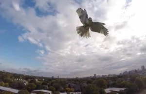 Τα γεράκια χρησιμοποιούν το μποτιλιάρισμα στους δρόμους ως καμουφλάζ επίθεσης στα θηράματα τους