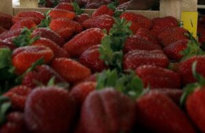 Μικροφύκη αυξάνουν τον χρόνο ζωής της φράουλας