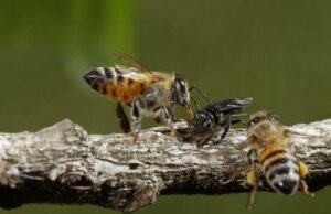 Ανησυχία εκφράζει στο ΚΥΠΕ ο Συμπρόεδρος Τεχνικής Επιτροπή για Περιβάλλον λόγω μείωσης πληθυσμού κυπριακής μέλισσας
