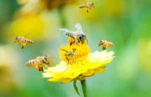 Τα λουλούδια ακούνε τις μέλισσες να πλησιάζουν και τις δελεάζουν με περισσότερο νέκταρ