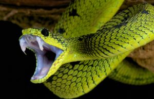 Δαγκώστε όσο θέλετε. Αντέχω!