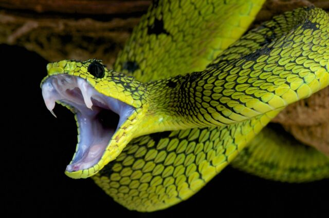 Snake attack !
