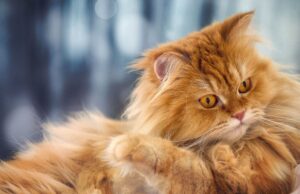 Αποκαλύφθηκε το καλά φυλαγμένο μυστικό των πορτοκαλί γατών