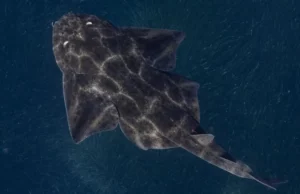 Οι αγγελοκαρχαρίες των ελληνικών θαλασσών ανάμεσα στα πιο απειλούμενα είδη