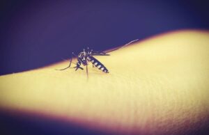 Κουνούπια: Το απόλυτο κόλπο για να γλυτώσετε από τα τσιμπήματα