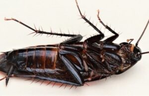 Τελικά ούτε οι κατσαρίδες θα επιβιώσουν από μια πυρηνική καταστροφή