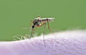 Κουνούπια: Ενόχληση ή σοβαρός κίνδυνος