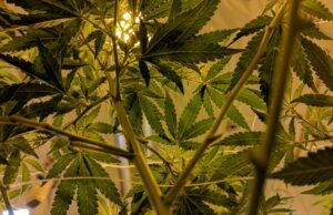 Η χρήση κάνναβης συνδέεται με σημαντικά αυξημένο κίνδυνο καρδιαγγειακού θανάτου