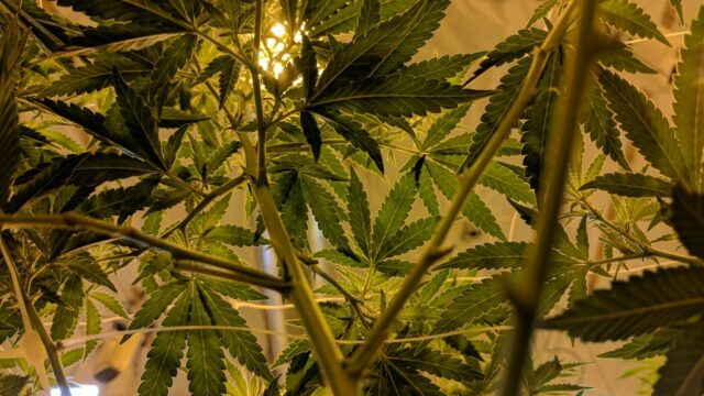 Η χρήση κάνναβης συνδέεται με σημαντικά αυξημένο κίνδυνο καρδιαγγειακού θανάτου
