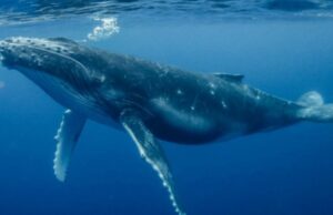 Φάλαινες με…. εμμηνόπαυση!