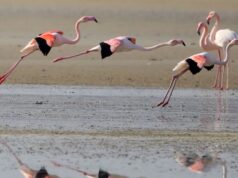 Η Διάσκεψη CMS CoP15 εξετάζει νέα μέτρα προστασίας για μεταναστευτικά είδη άγριας ζωής