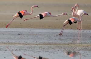 Εκκληση ΟΠΟΚ για προστασία του περιβάλλοντος και της ανθρώπινης ζωής