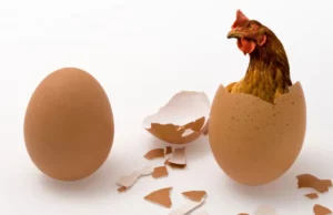 Η κότα ή το αυγό; Μια εξελικτική απάντηση από την επιστημή σε ένα διαχρονικό αίνιγμα