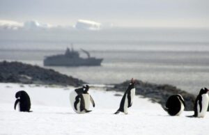 Μειώνεται ο πληθυσμός των αυτοκρατορικών πιγκουίνων
