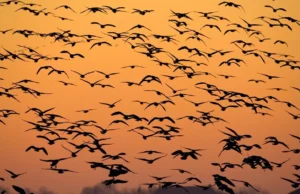 Πάνω από 500 είδη πτηνών κινδυνεύουν με εξαφάνιση εξαιτίας της κλιματικής αλλαγής