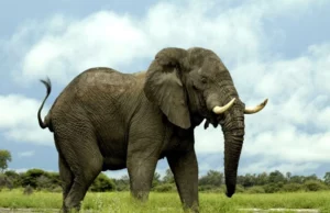 Πόσα χρόνια ζουν τα ζώα; Κάποια μόνο μερικές μέρες, ένώ ένα είδος είναι…αθάνατο!