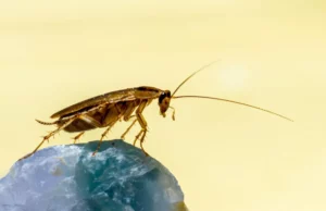 Αυξάνονται οι πληθυσμοί κατσαρίδας – Γίνονται ανθεκτικότεροι στις απεντομώσεις