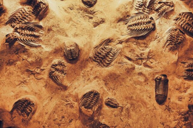 O ανθρωποφάγος Homo Antecessor ετρωγε νήπια O ανθρωποφάγος Homo Antecessor ετρωγε νήπια