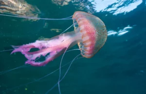 Μωβ μέδουσες γέμισαν ξανά τις ελληνικές θάλασσες: Πώς αντιμετωπίζουμε ένα τσίμπημα