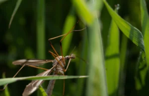 Χιλιάδες κουνούπια ρίχνονται από drones πάνω από νησιά της Χαβάης. Δείτε γιατί