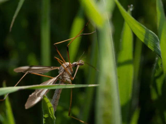 Χιλιάδες κουνούπια ρίχνονται από drones πάνω από νησιά της Χαβάης. Δείτε γιατί Χιλιάδες κουνούπια ρίχνονται από drones πάνω από νησιά της Χαβάης. Δείτε γιατί