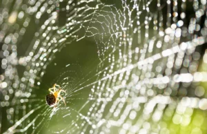 Οι αράχνες ήταν κάποτε κάτοικοι των ωκεανών