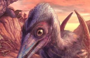 Ανακαλύφθηκε ο αρχαιότερος πτερόσαυρος της Βορείου Αμερικής