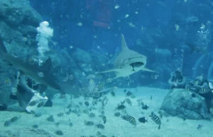 Ερευνητές μετατρέπουν καρχαρίες σε… μετεωρολόγους