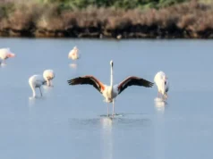 Αμβρακικός: Ένα καταφύγιο σπάνιας μεγαπανίδας και φυσικής ομορφιάς απειλείται