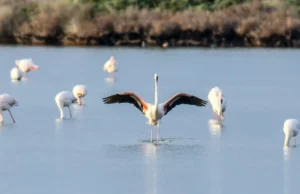 Αμβρακικός: Ένα καταφύγιο σπάνιας μεγαπανίδας και φυσικής ομορφιάς απειλείται
