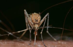 Nόσος τσικουνγκούνια: Προειδοποίηση ΠΟΥ για ιό που μεταδίδεται στην Ευρώπη από κουνούπια