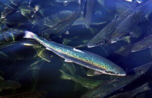 Οι περικοπές Τραμπ οδηγούν στο να δίνονται πειραματόζωα για υιοθεσία