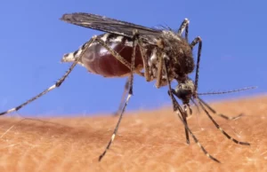 Ποιοι άνθρωποι «μαγνητίζουν» τα κουνούπια – Η επιστήμη δίνει απαντήσεις