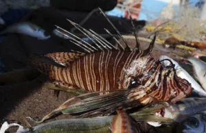 Γιατί ξενικά είδη αγαπούν τα ελληνικά νερά – Ποια συναντάμε στην Ελλάδα και ποια μας ανησυχούν