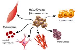 Βλαστοκύτταρα. Τι είναι και που χρησιμοποιούνται