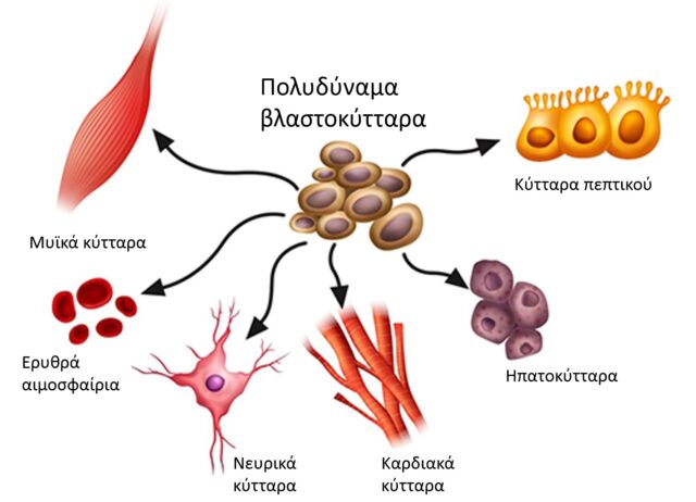 Βλαστοκύτταρα. Τι είναι και που χρησιμοποιούνται