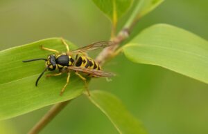 Σφήκες: Τι είναι αυτό που τις προσελκύει στο τραπέζι και γιατί δεν πρέπει να τις χτυπάτε