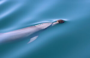 (ΒΙΝΤΕΟ) Εσύ ξέρεις γιατί κάποια δελφίνια κυνηγούν μ’ ένα σφουγγάρι στο ρύγχος τους;