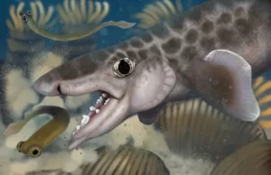 Πανάρχαιος καρχαρίας «χόμπιτ» εντοπίστηκε σε τεράστιο σπηλαιοσύστημα