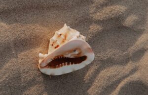 Μύθος ή αλήθεια ότι ακούμε μέσα σε κοχύλι τον ήχο της θάλασσας;