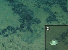 Αινιγματικό» νέο είδος σαλιγκαριού στα βάθη του Ειρηνικού