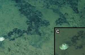 Αινιγματικό» νέο είδος σαλιγκαριού στα βάθη του Ειρηνικού