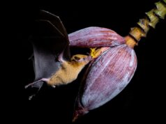 Ο «άνθρωπος – νυχτερίδα» του Μεξικό αγωνίζεται για τα πιο αδικημένα ζώα του πλανήτη