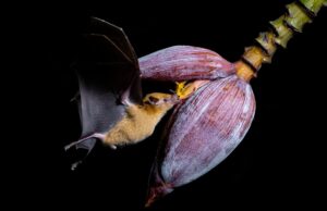 Ο «άνθρωπος – νυχτερίδα» του Μεξικό αγωνίζεται για τα πιο αδικημένα ζώα του πλανήτη